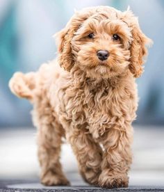 a small brown dog standing on top of a cement floor next to a blue wall