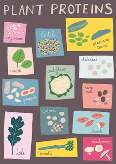 an illustrated poster with the words plant proteins on it and pictures of different foods