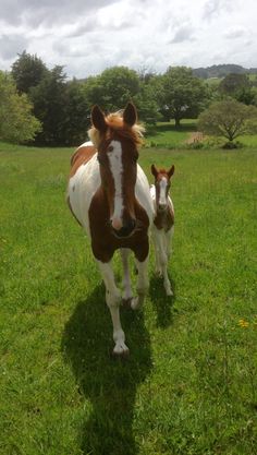 two brown and white horses standing on top of a lush green field