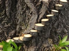 a group of trees that have been cut down and arranged in the shape of logs