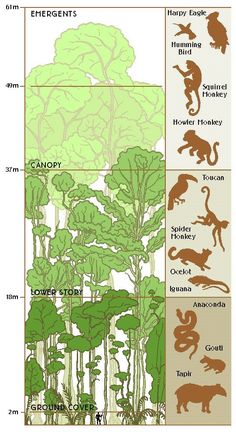 the different types of plants and animals are shown in this diagram, with each type of plant