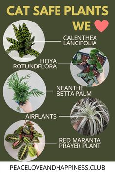 Text: Cat safe plants we heart
Image, labeled top to bottom: calenthea lancifolia, hoya rotundflora, neanthe betta palm, airplant and red maranta prayer plant. Dangerous Plants For Cats, Low Light Cat Safe House Plants, Cat Safe Flowers, Dorm Garden, Red Maranta, Plants Safe For Cats, Cat Safe House Plants, Safe House Plants, Cat Friendly Plants