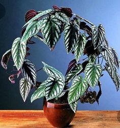 a potted plant sitting on top of a wooden table