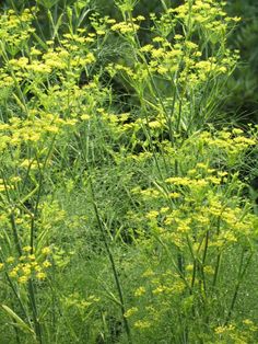 some very pretty yellow flowers in the grass