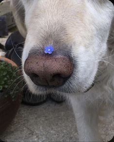 a close up of a white dog with a blue nose ring on it's nose