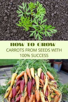 carrots from seeds with the title how to grow carrots from seeds with 100 % success