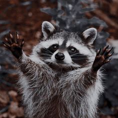 a raccoon standing on its hind legs with his hands up in the air