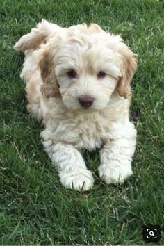 a small white dog sitting in the grass