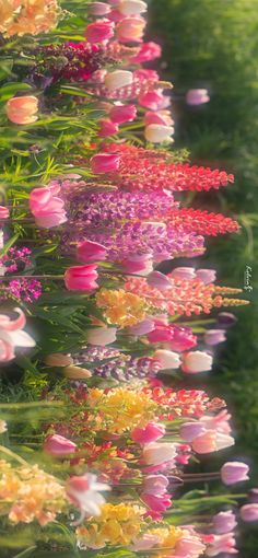 many different colored flowers in the grass