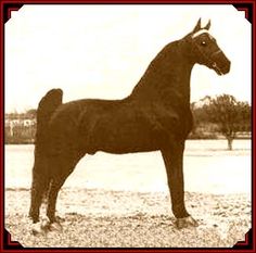 a black horse standing on top of a field