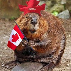 a beaver holding a canadian flag and wearing a red hat with the word canada written on it