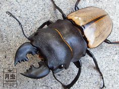 a close up of a beetle on the ground