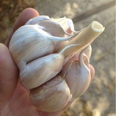 a person holding up a bunch of garlic