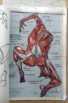 an open book with drawings of muscles and their corresponding parts on it's pages