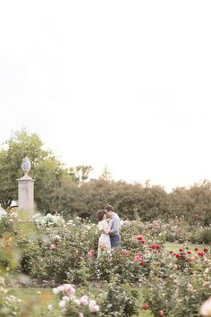 an engaged couple kissing in the middle of a garden with roses and bushes around them