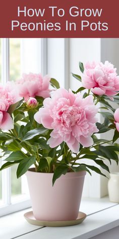 pink peonies in pot on window sill with text overlay how to grow peonies in pots