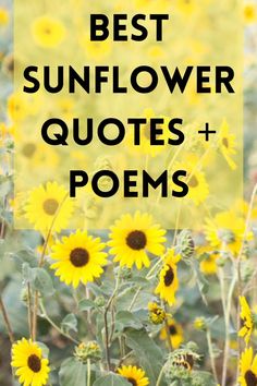 best sunflower quotes and poems Sunflower Quotes Short, Growing Sunflowers Outdoors, Instagram Caption Quotes, Sunflower Poem, Types Of Sunflowers, Happy Sunflower, Quotes And Poems