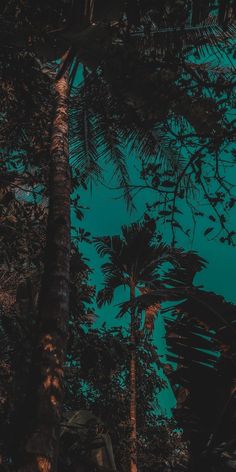 the sky is blue and there are palm trees in the foreground with green light