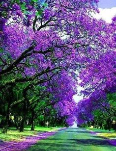 the road is lined with purple trees on both sides