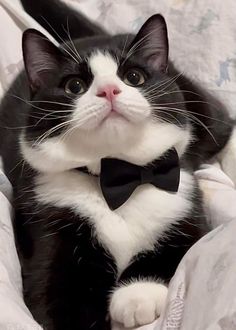 a black and white cat wearing a bow tie