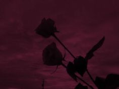 the silhouette of two roses against a purple sky