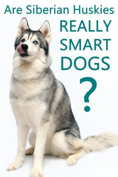 a husky dog sitting in front of a white background with the words are siberian huskies really smart dogs?