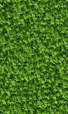 overgrowth leaf cover living wall wallpaper mural Grass Texture Seamless, Wall Texture Seamless, Nature Mural, Artificial Grass Wall, Artificial Green Wall, Plant Texture, Grass Wallpaper, Grass Background, Tree Textures