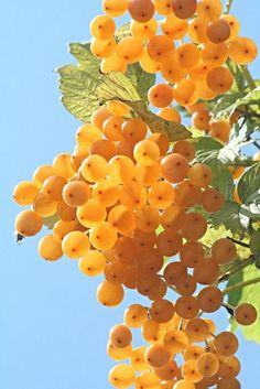 some yellow berries are hanging from a tree with blue sky in the backround