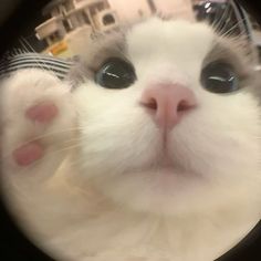 a close up of a cat's face through a magnifying glass lens