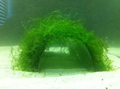 an aquarium with some green plants growing out of it's bottom and water around it