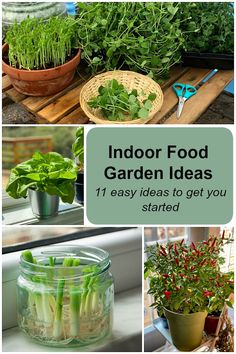 indoor garden ideas that are easy to grow and can be used in the kitchen or living room