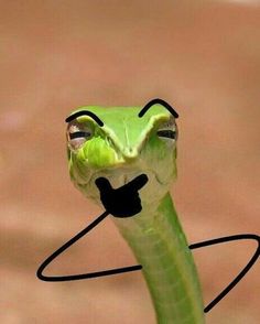 a close up of a green snake with a black nose and mustache on it's head