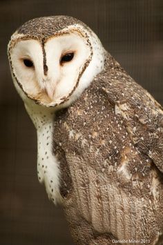 an owl with white and brown markings on its face is sitting in front of a screen