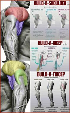 the back and shoulder muscles are shown in three different views, with text below it