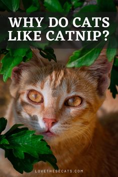 an orange cat with green leaves over it's head and the words why do cats like catnip?