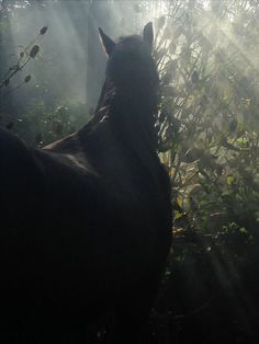 a horse standing in the middle of a forest with sunbeams shining down on it