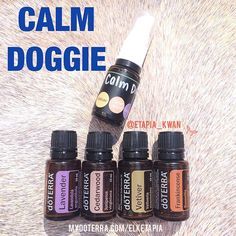 I love watching #fireworks for the 4th, but for #pets it can be a really scary day. One of our dogs is very scared of fireworks. He shakes and tries to hide, and if we are not home, he tries to escape and take off. I have a thunder shirt for him which helps somewhat, but I also use this essential oil blend to help keep him calm. YES! Some essential oils are beneficial to our pets as well. CALM DOGGIE RECIPE: for a 15-50 pound dog (15ml spray bottle): 10 drops Lavender 5 drops Cedarwood 2 d... Dogs Crafts, Essential Oils For Dogs, Essential Oils Dogs, Watching Fireworks, Doterra Essential Oils Recipes, Oil Remedies, Oils For Dogs, Young Living Oils, Doterra Oils