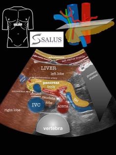 an image of the anatomy of a human body with labels on it and labeled in different colors