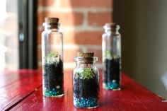 three glass bottles filled with dirt and plants sitting on top of a red wooden table