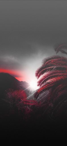 the sun is setting behind palm trees in the dark sky, with red and black colors