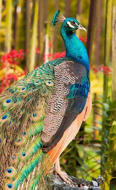 a peacock with its feathers spread out sitting on a tree stump in front of flowers