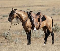 a brown horse standing on top of a dry grass field next to a barbed wire fence