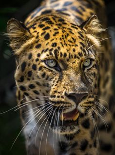 a close up of a leopard with its mouth open