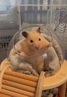 a hamster in a glass bowl on top of a table