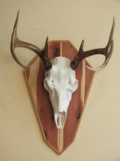 an animal's skull mounted on the side of a wall