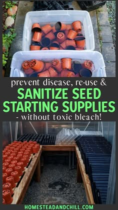 several different types of tomatoes and carrots in plastic containers with text overlay that reads prevent disease, reuse & sanitize seed starting supplies without