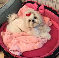 a small white dog laying on top of a pink blanket