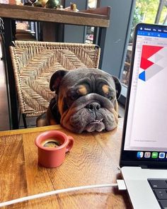 a dog laying its head on a table next to a laptop computer and cup of coffee