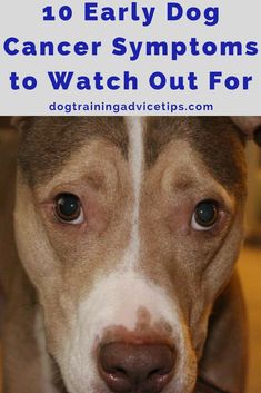 Health Signs, Dog Training Advice, Dog Info, Puppy Care