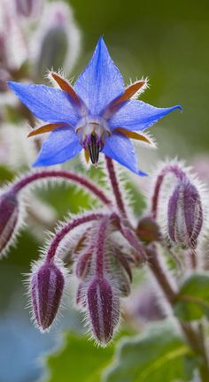 a blue flower that is growing in the grass